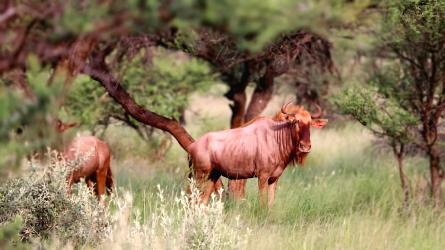 Commercial Property for Sale in Barkly West Rural Northern Cape